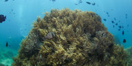 Korallenriff in blauem Meer, drumherum Fische