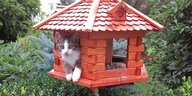 Katze im Vogelhaus.