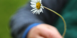 Eine Hand hält ein Gänseblümchen.