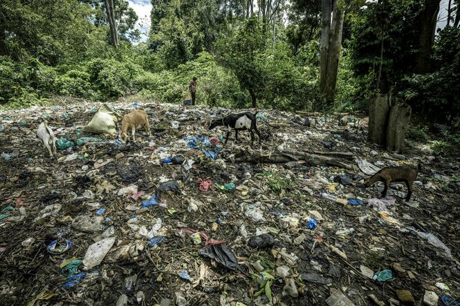 Ziegen laufen über Plastikmüll