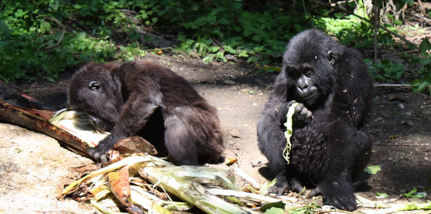 Zwei junge Berggorillas sitzen im Wald
