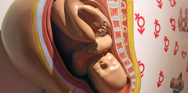 Das Modell eines Fötus in einer Gebärmutter.