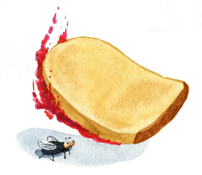 Ein geschmiertes Brot fällt auf eine Fliege, Illustration.