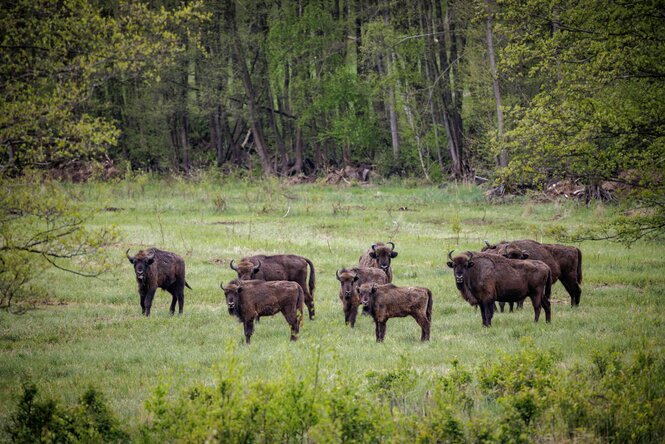 Ein Teil der wild lebenden Wisente in der Döberitzer Heide