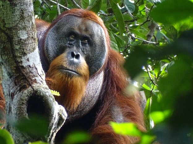 Ein orang Utan auf einem Baum.