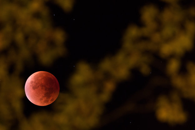Roter Mond am Nachthimmel guckt zwischen Laubblättern hervor