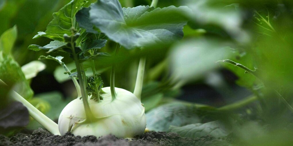 Kohlrabi wächst in einem Bett