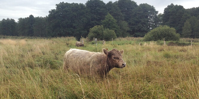 Galloway-Rind im hohen Gras