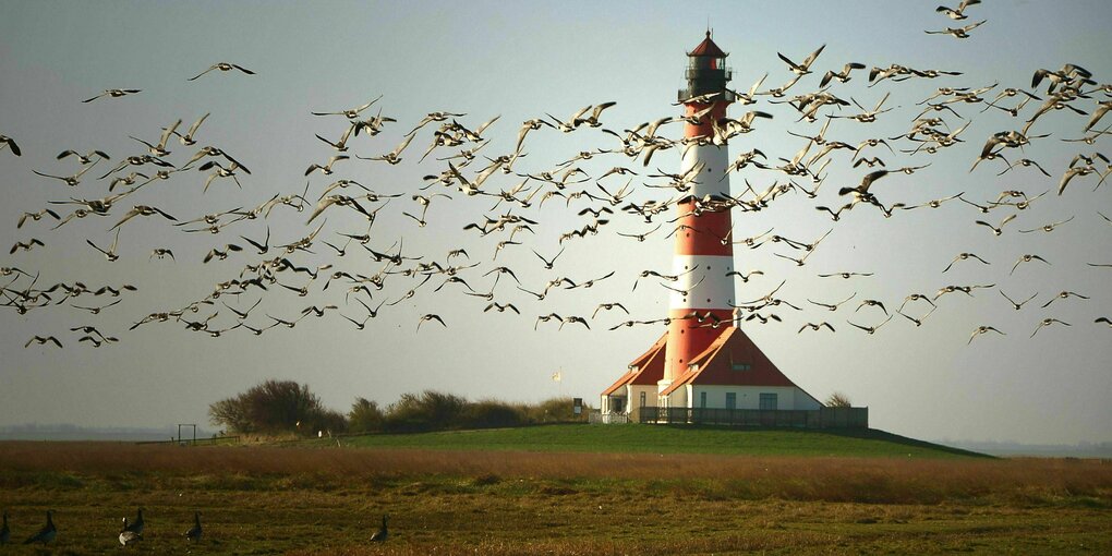 Ein Leuchtturm in rot und weiß steht auf einer kleinen Anhöhe, umschwirrt von Vögeln