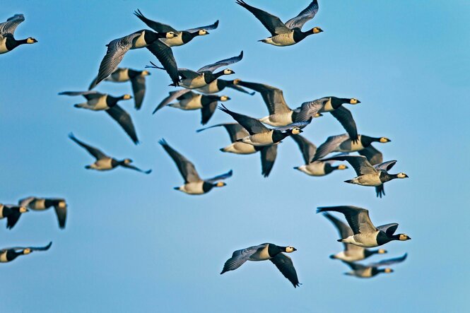 Vogelschwarm während des Herbstzuges - der Himmel ist blau