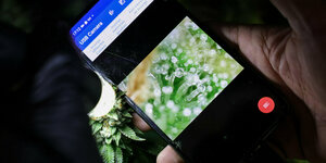 Großaufnahme von Cannabisblättern auf dem Bildschirm eines Smartphones
