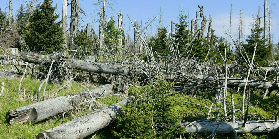 Regierung streitet über Waldgesetz: Nur jeder fünfte Baum ist gesund