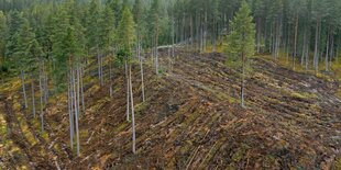 Blick auf eine gerodete Waldfläche