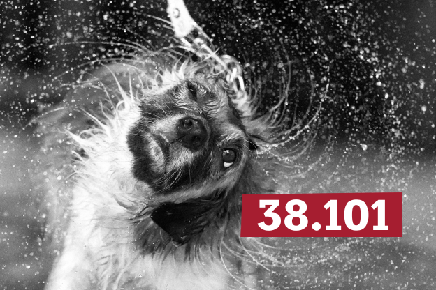 Ein gefleckter, nasser Hund schüttelt seinen Kopf. Dabei sprüht Wasser kreisförmig in alle Richtungen. Rechts unten ist die Zahl „38.101“ zu sehen.
