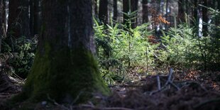 In einem dunklen Wald stehen zwischen hohen Bäumen ein paar Zarte Douglasien auf einer Lichtung