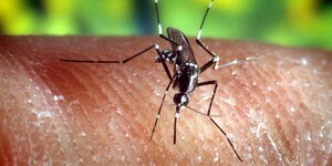 Eine Stechmücke Anopheles quadrimaculatus, die Malaria übertragen kann, auf der menschlichen Haut