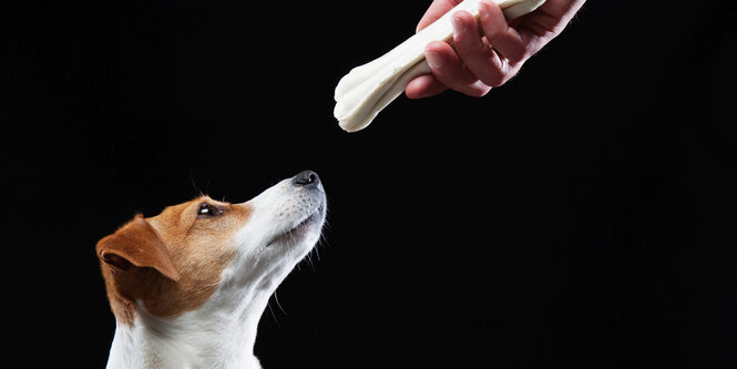 Ein Hund bekommt einen Knochen