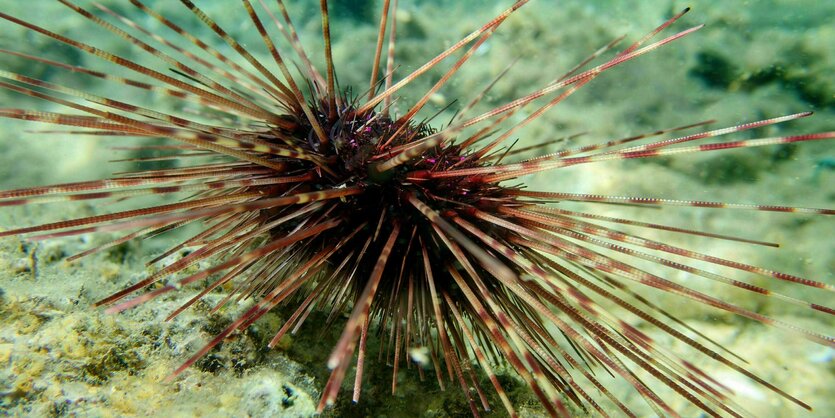 Ein Seeigel liegt am Grunde des Meeres