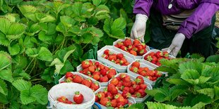 Eine Frau plfückt Erdbeeren in einem Feld