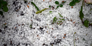 Hagelkörner liegen nach einem Gewitter in einem Gartenbeet