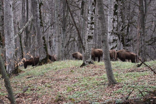 Eine Wisent-Herde grast in einem Wald.