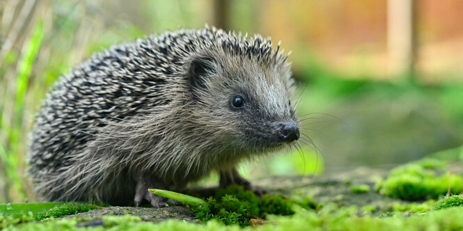 Ein Igel im Freigehege einer Igelstation in Neuzelle.