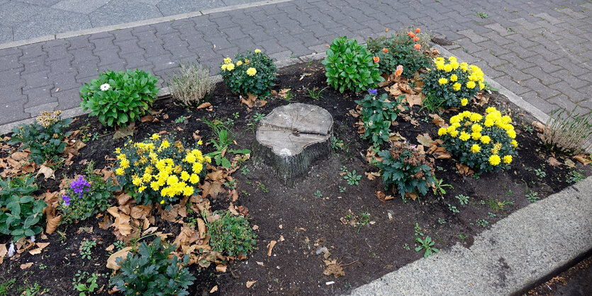 Baumscheibe mit Blumen und abgesägtem Stamm