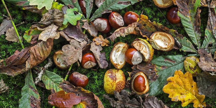 Kastanien und Herbstlaub