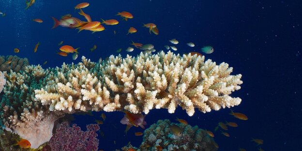 Korallen unter Wasser
