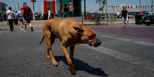 Brauner Hund auf einer Straße mit Fussgängern