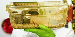 Eine Mitarbeiterin eines Labors hält einen Käfig mit Mäusen.