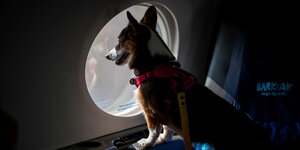 Hund guckt aus Flugzeugfenster