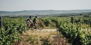 Zwei Radfahrer in Weinbergen