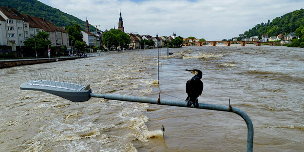Kormoran sitzt auf einer Straßenlaterne über dem überfluteten Neckar bei Heidelberg