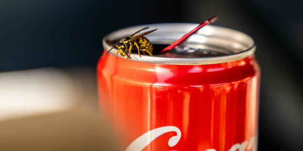 Eine Wespe auf eine Cola-Dose.