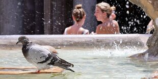 Eine Taube im Brunnen auf der Piazza della Rotonda