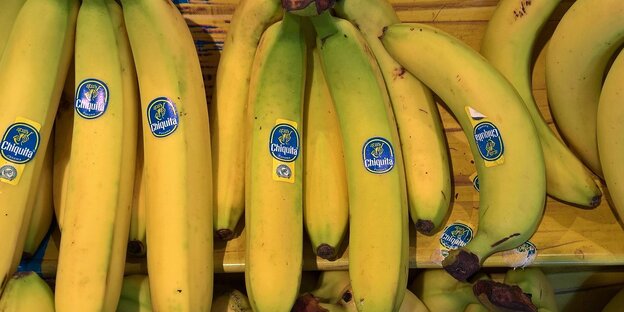Chiquita-Bananebn in einem Supermarktregal
