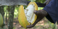 Kleinbauern bei Bio Kakao Ernte, die Kakaofrüchte werden geöffnet und die frischen Kakaobohnen werden für sieben Tage fermentiert.