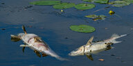 Zwei tote Fische treiben auf Wasser