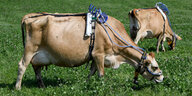 Mit umgebundenen Messgeräten stehen zwei Kühe auf einer Weide des Versuchsguts Lindhof. Die Wiederkäuer produzieren Methan, ein klimaschädliches Treibhausgas. Forscher der Universität Kiel wollen den Methan-Produktion durch einen Kräutmix reduzieren.