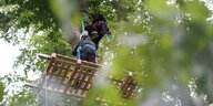 Aktivisten am Baum auf Holzpalette