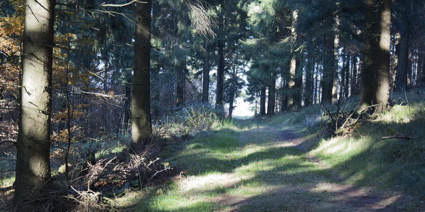 Ein Waldweg zwischen Fichten.