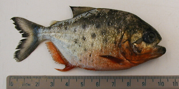 Ein toter Piranha-Fisch vor einem Lineal