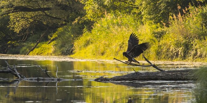 Ein Seeadler in den Donauauen