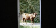 Blick durch eine Stalltür - davor steht ein Kuh auf dem Platz vor dem Stall und schaut erstaunt zurück