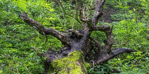 Von Moos überwachsenes Totholz im Wald