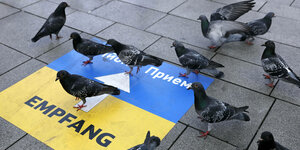 Tauben auf einem Schild in den Farben der ukrainischen Flagge.