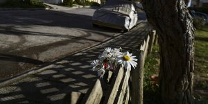 Gänseblumen stecken in einem Zaun an Rnde einer Strasse