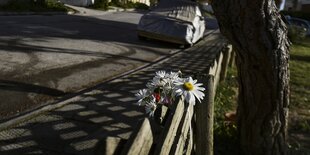 Gänseblumen stecken in einem Zaun an Rnde einer Strasse