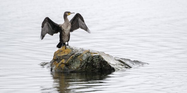 Ein Kormoran sitzt auf einem Stein im Wasser und trocknet seine Flügel